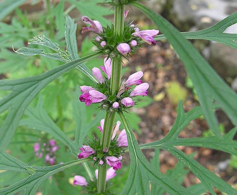 Honeyweed photo 4