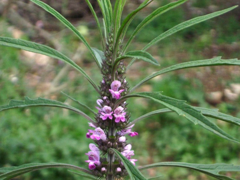 Honeyweed photo 5