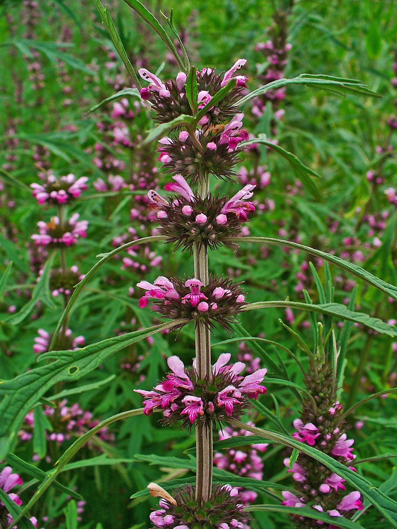 Honeyweed photo 6