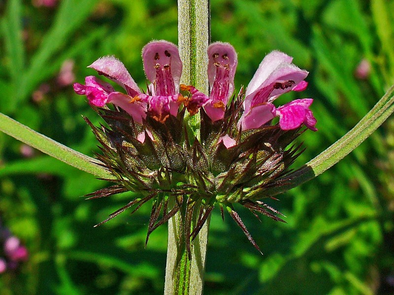 Honeyweed photo 7