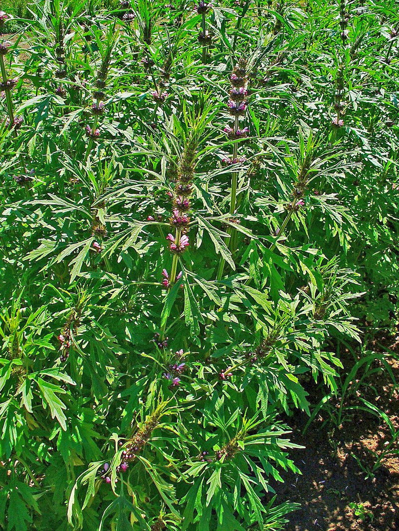 Honeyweed photo 2