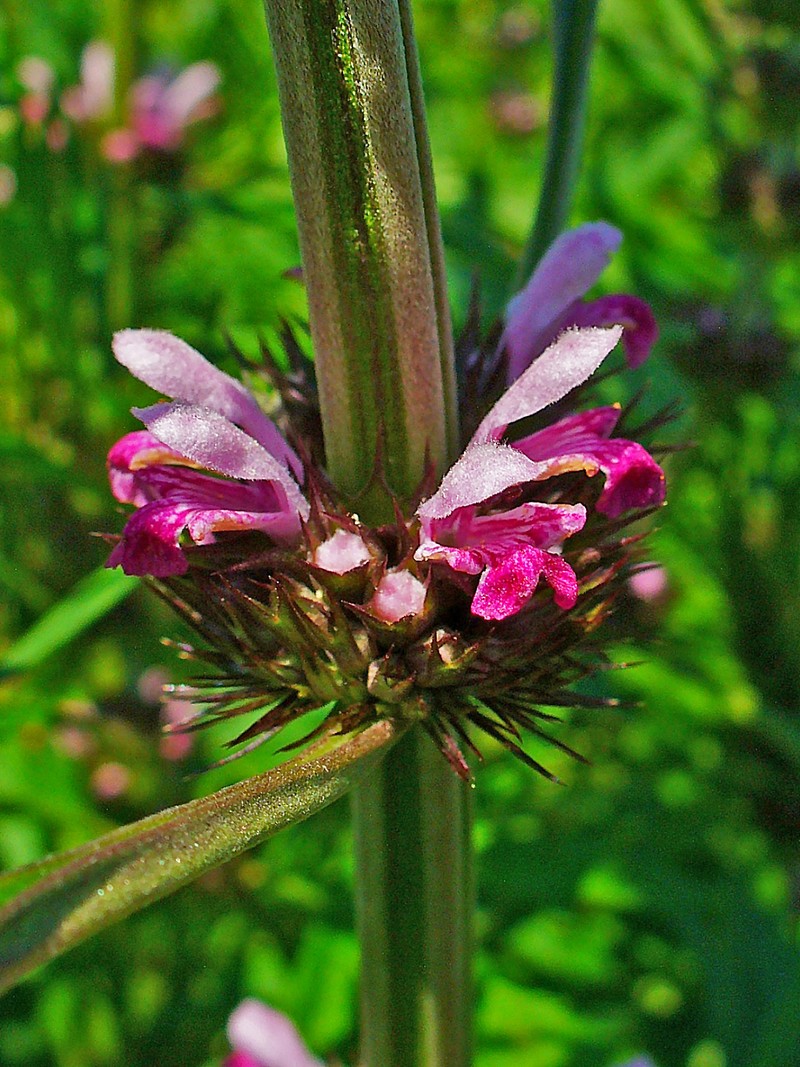 Honeyweed photo 3