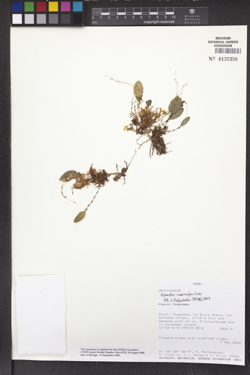 Lepanthes attenboroughii