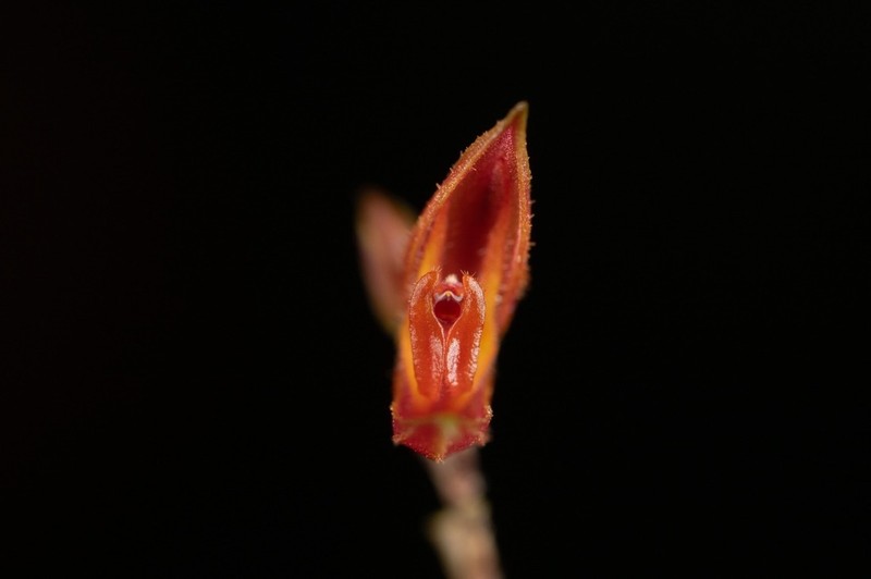 Lepanthes bachue