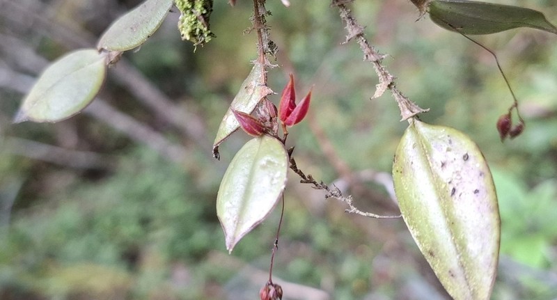 Lepanthes bachue photo 2