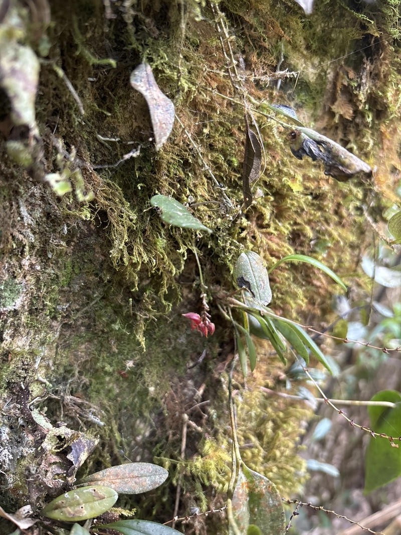 Lepanthes bachue photo 3