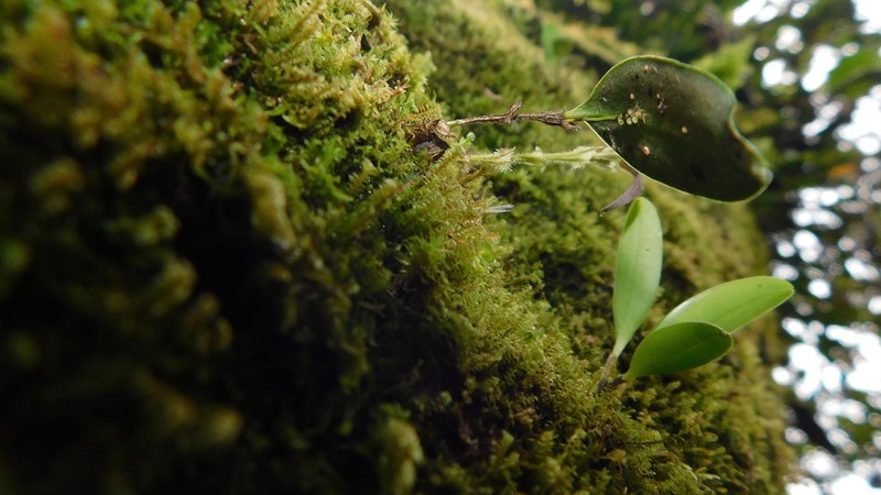 Lepanthes bachue photo 4