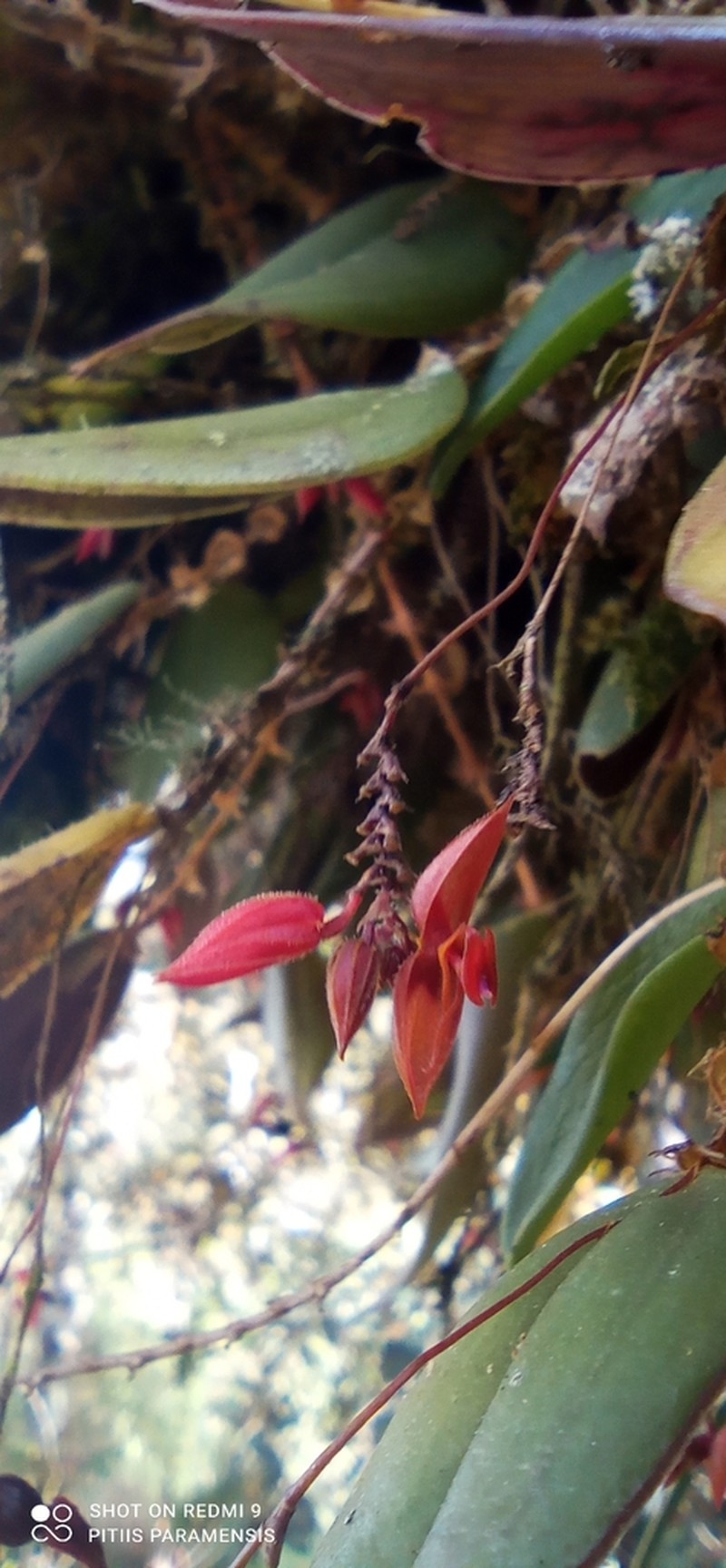Lepanthes bachue photo 5