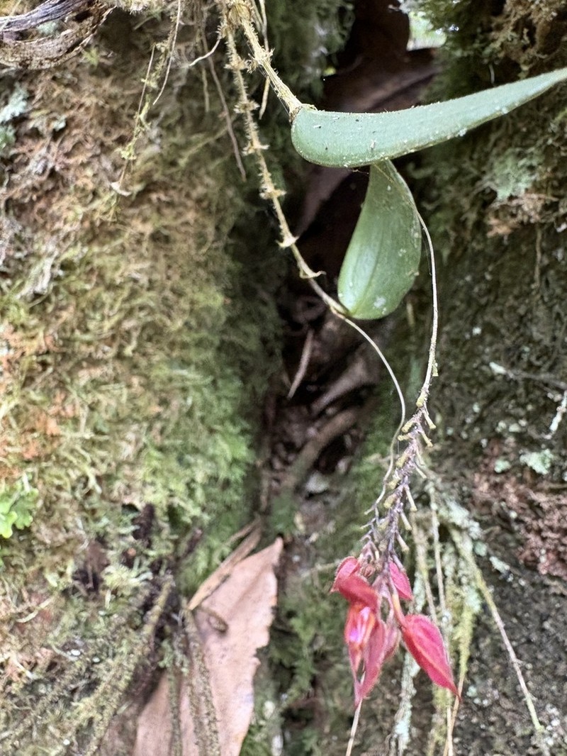 Lepanthes bachue photo 6