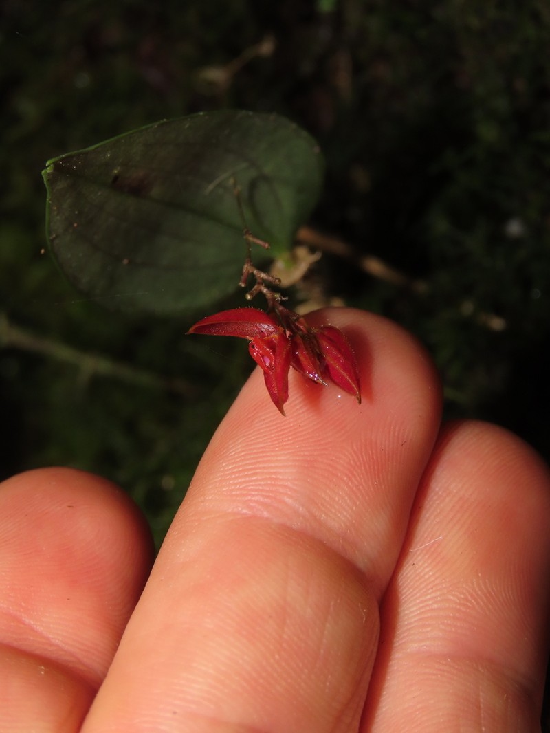 Lepanthes bachue photo 7