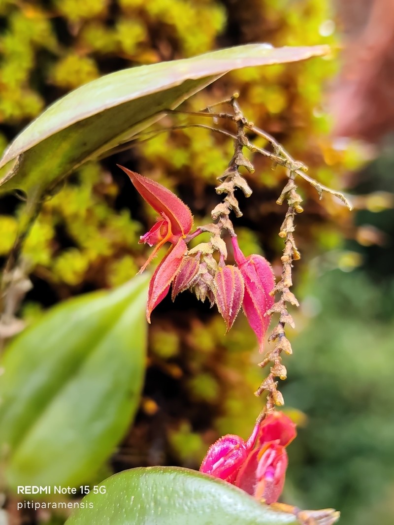 Lepanthes bachue photo 8
