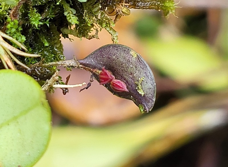 Lepanthes botivana