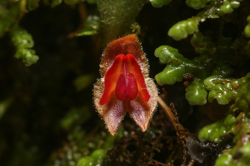 Carite Babyboot Orchid