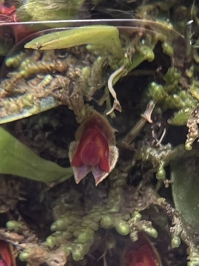 Carite Babyboot Orchid photo 2
