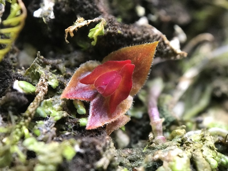 Carite Babyboot Orchid photo 3
