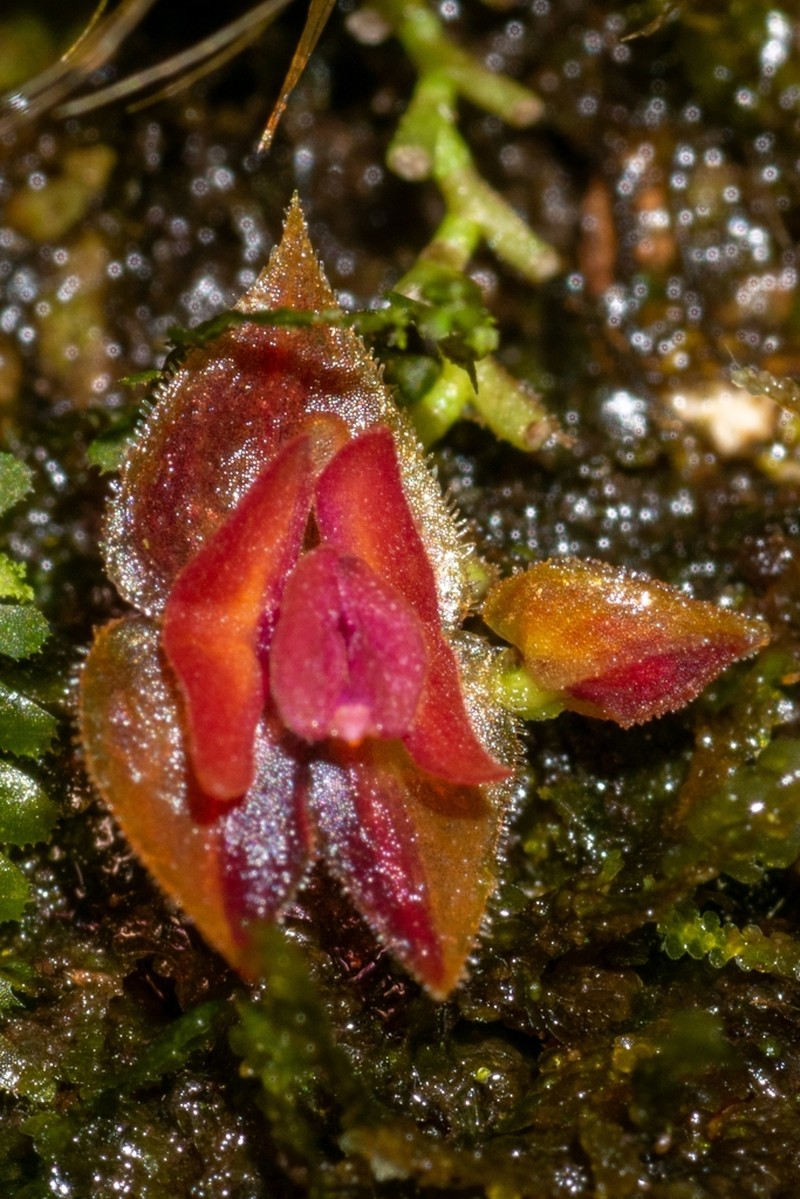Carite Babyboot Orchid photo 4