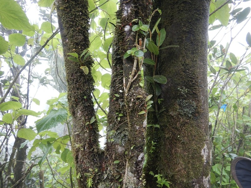 Carite Babyboot Orchid photo 5