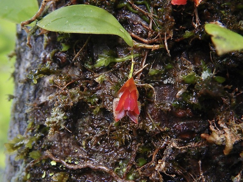 Carite Babyboot Orchid photo 6