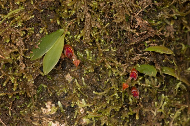 Carite Babyboot Orchid photo 7