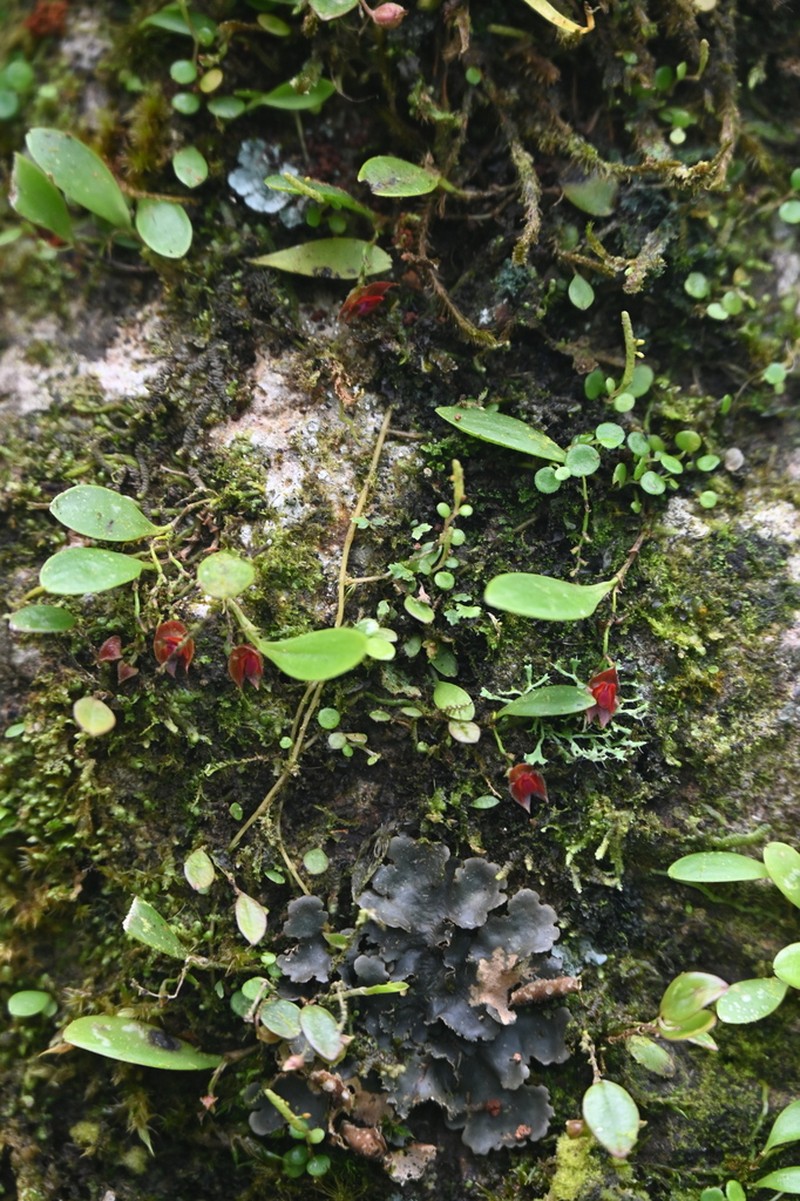 Carite Babyboot Orchid photo 8
