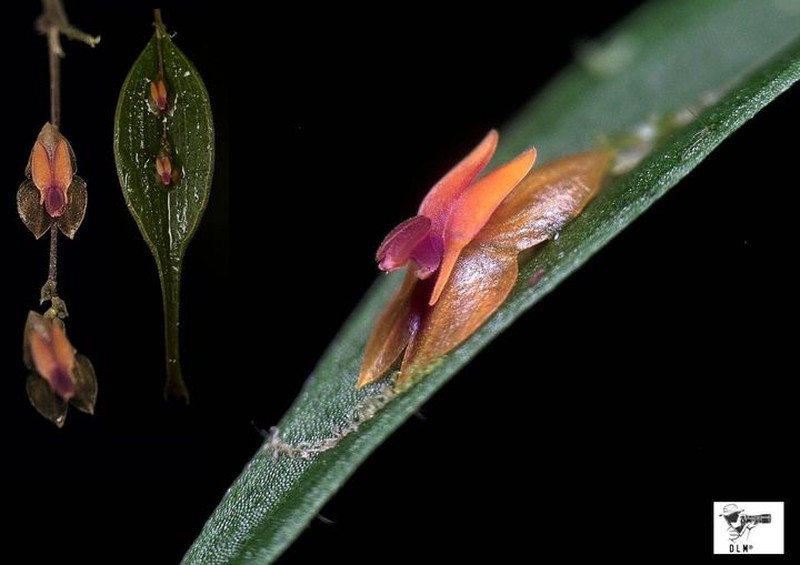 Lepanthes carrizosana