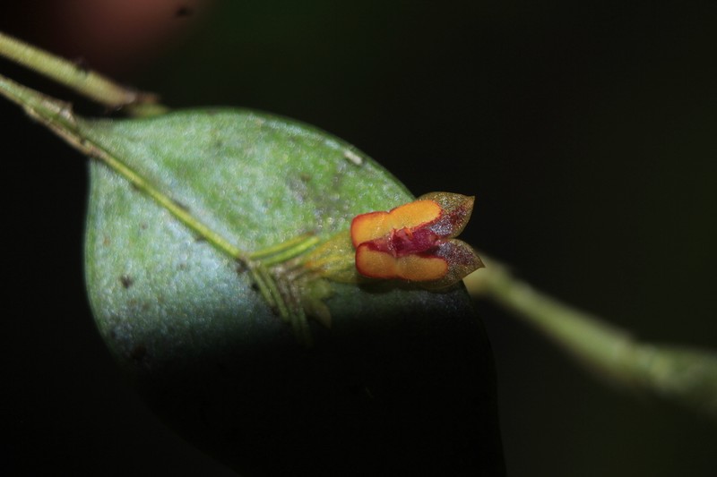 Lepanthes chalalensis