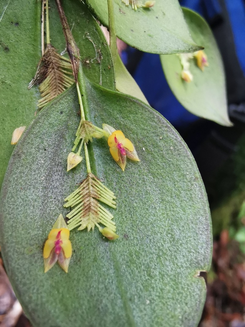 Lepanthes chalalensis photo 2
