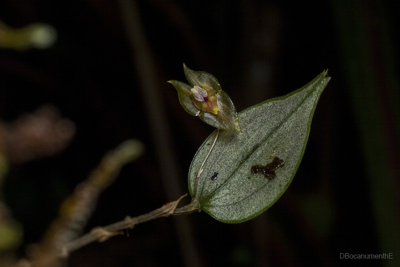 Lepanthes dougdarlingii