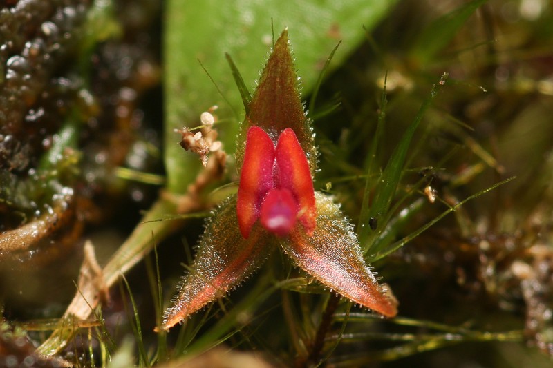 Luquillo Mountain Babyboot Orchid