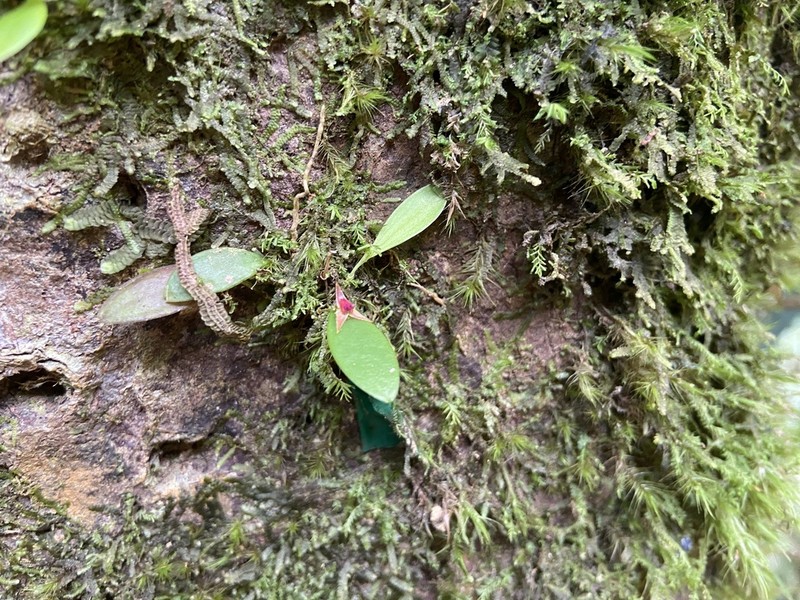 Luquillo Mountain Babyboot Orchid photo 2