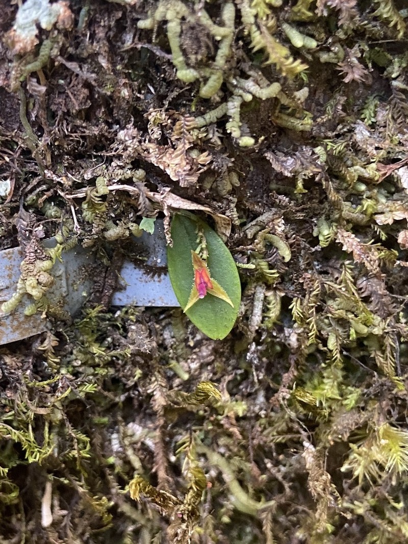 Luquillo Mountain Babyboot Orchid photo 3