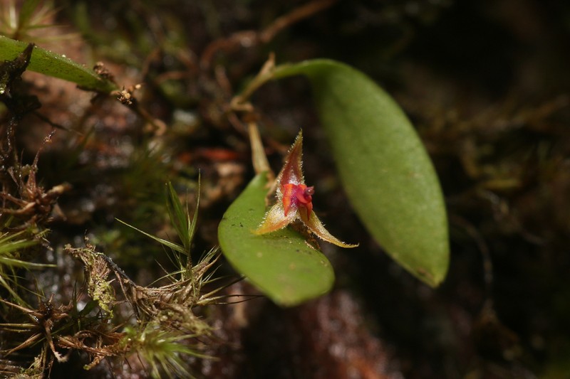 Luquillo Mountain Babyboot Orchid photo 4
