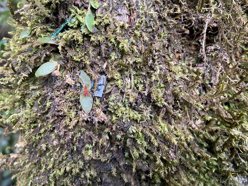 Luquillo Mountain Babyboot Orchid photo 5