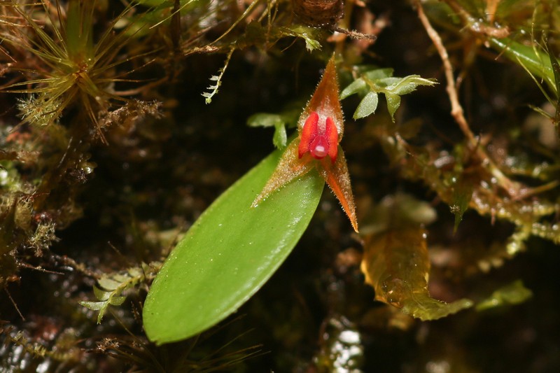 Luquillo Mountain Babyboot Orchid photo 6