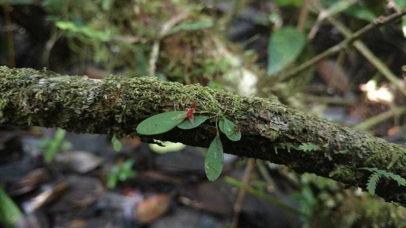 Luquillo Mountain Babyboot Orchid photo 7