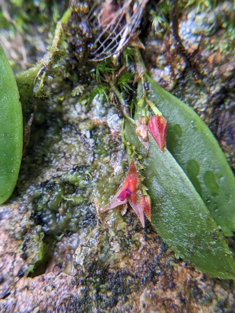 Luquillo Mountain Babyboot Orchid photo 8