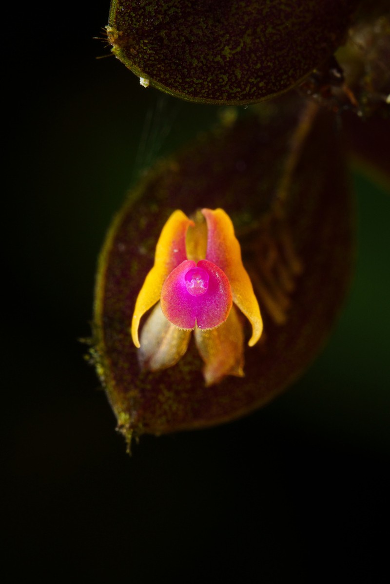 Lepanthes hwangiae