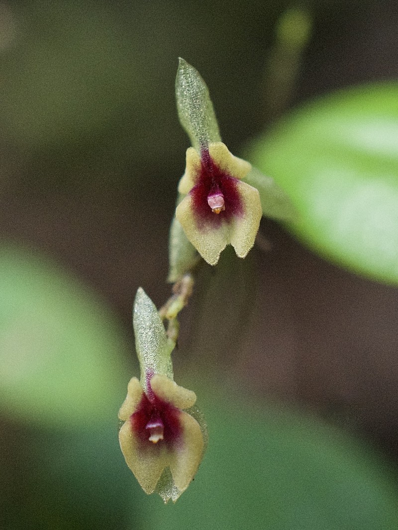 Lepanthes macrolabia photo 2