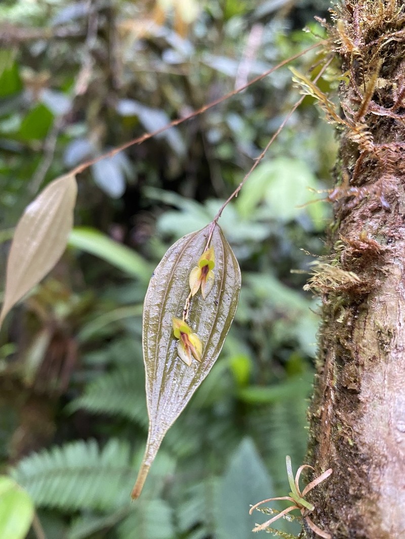 Lepanthes montezumae