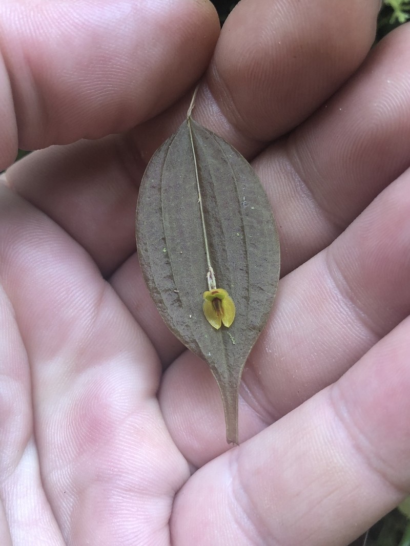 Lepanthes montezumae photo 2