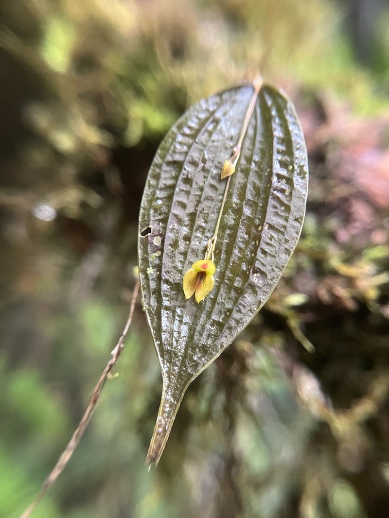 Lepanthes montezumae photo 3