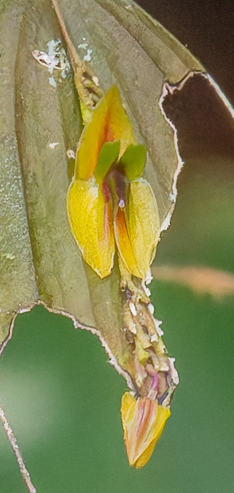 Lepanthes montezumae photo 4