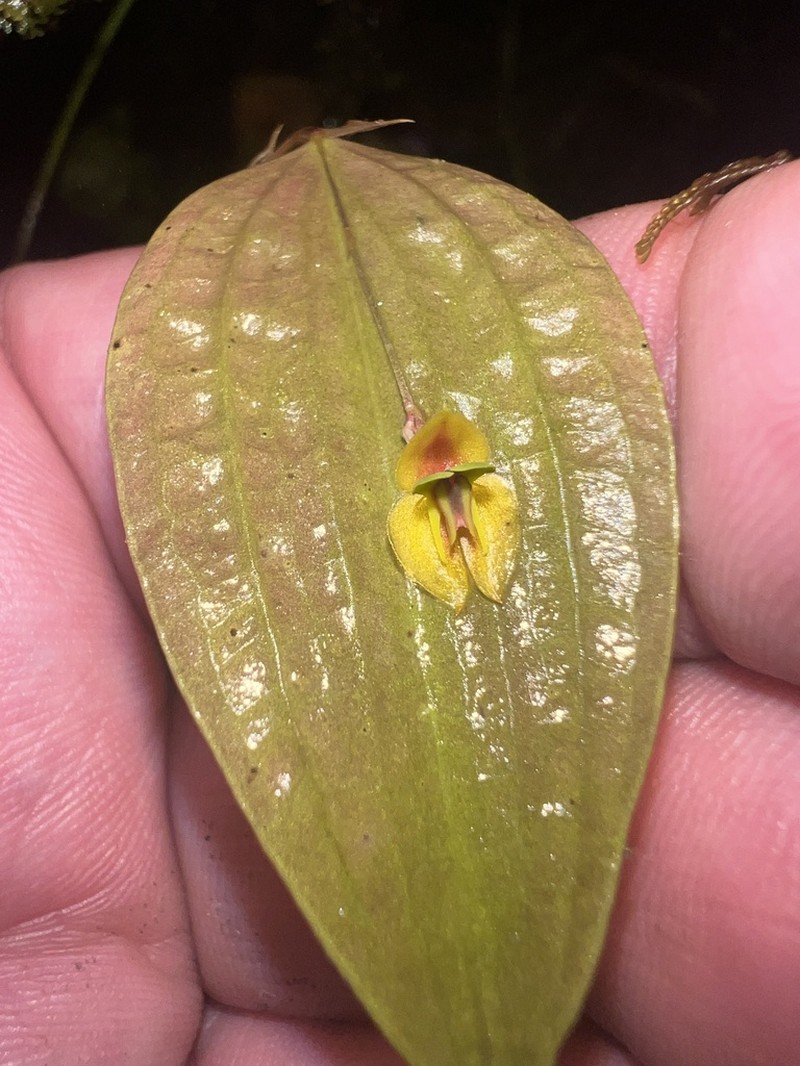 Lepanthes montezumae photo 5