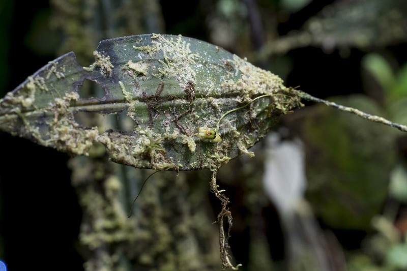Lepanthes montezumae photo 6