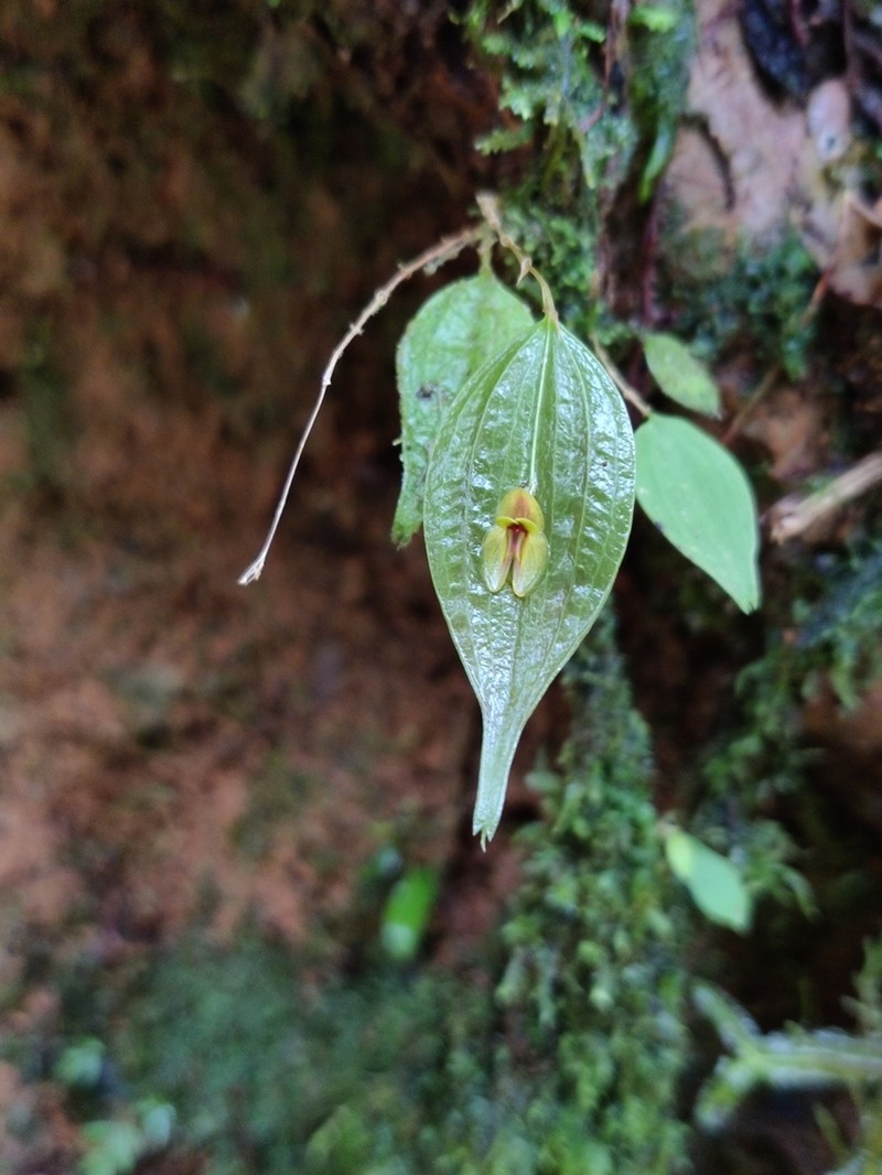Lepanthes montezumae photo 7