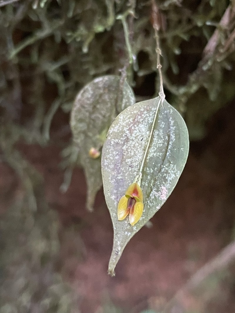 Lepanthes montezumae photo 8