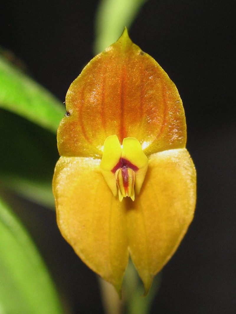 Lepanthes o