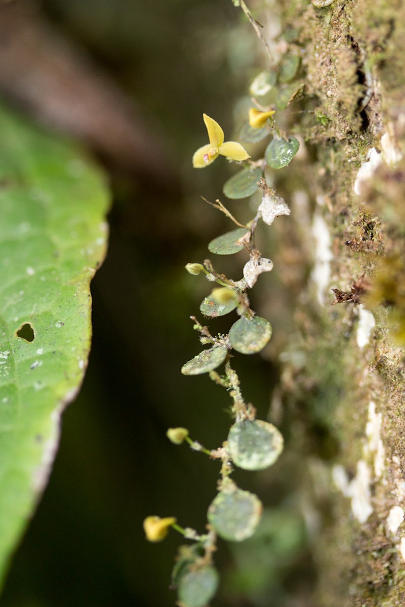 Lepanthes o photo 2