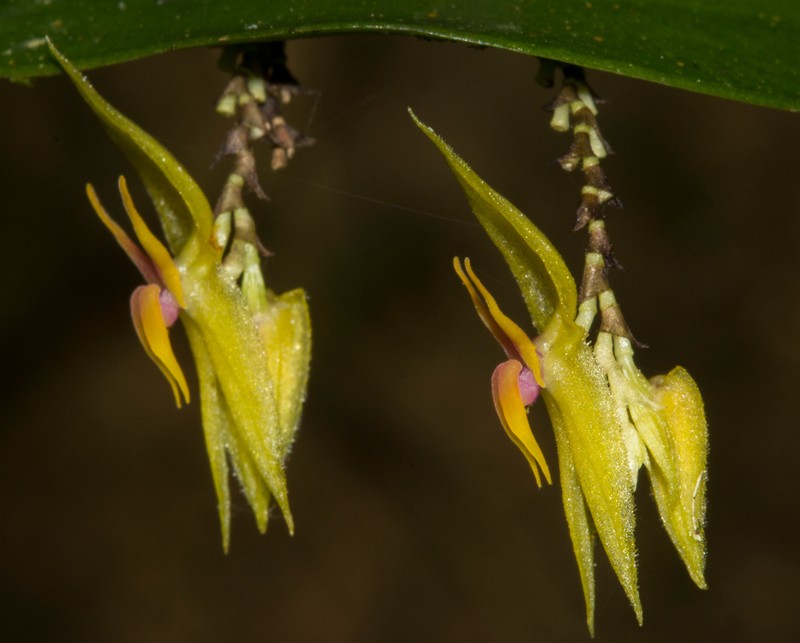 Lepanthes o photo 3