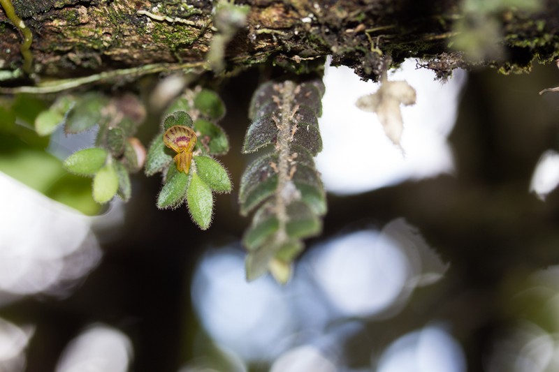Lepanthes o photo 4